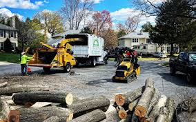 Trusted Shawano, WI Tree Services Experts